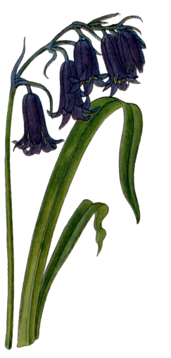 bluebell for gratitude